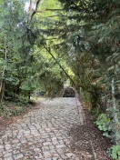 Foto: Hecke wuchert auf Terrassenweg 